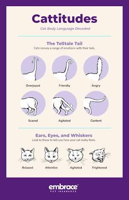 How to Read Your Cats Body Language