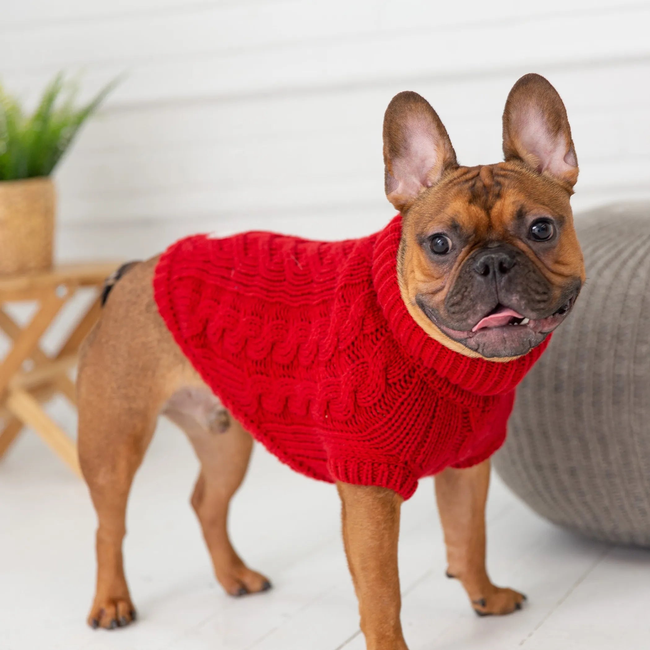 Dog Clothes