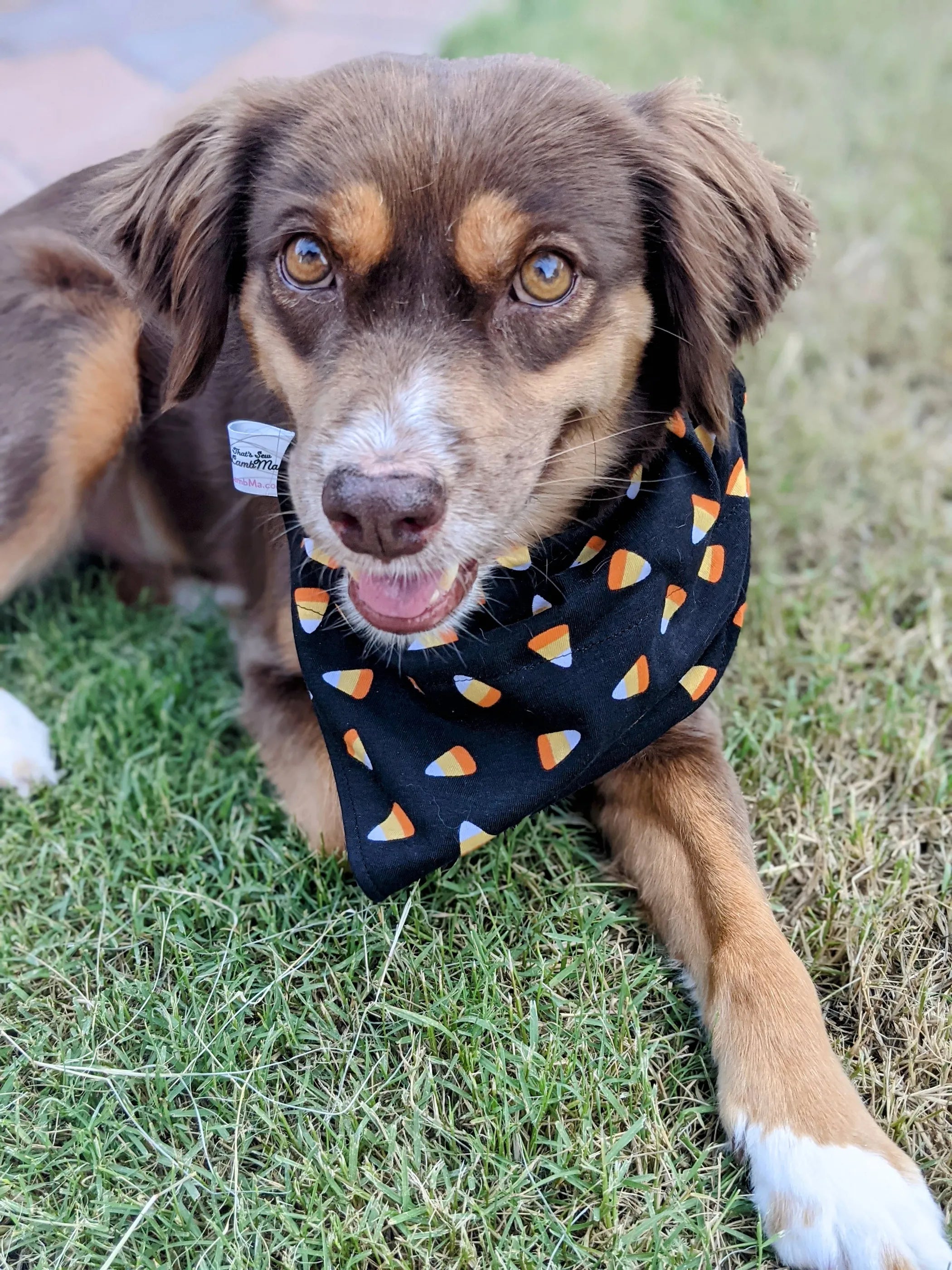 Over-The-Collar Dog Bandana
