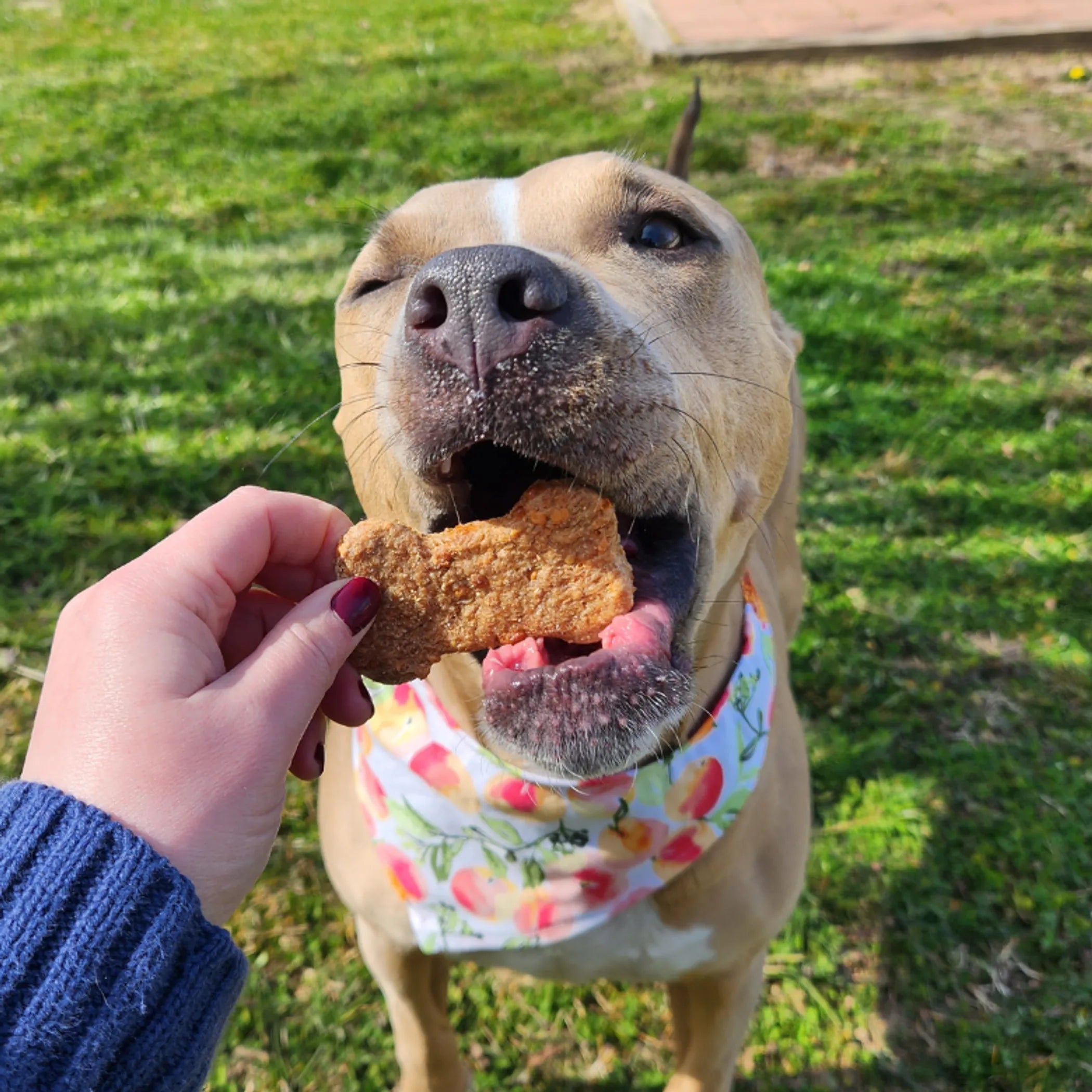 Cheddar Bones