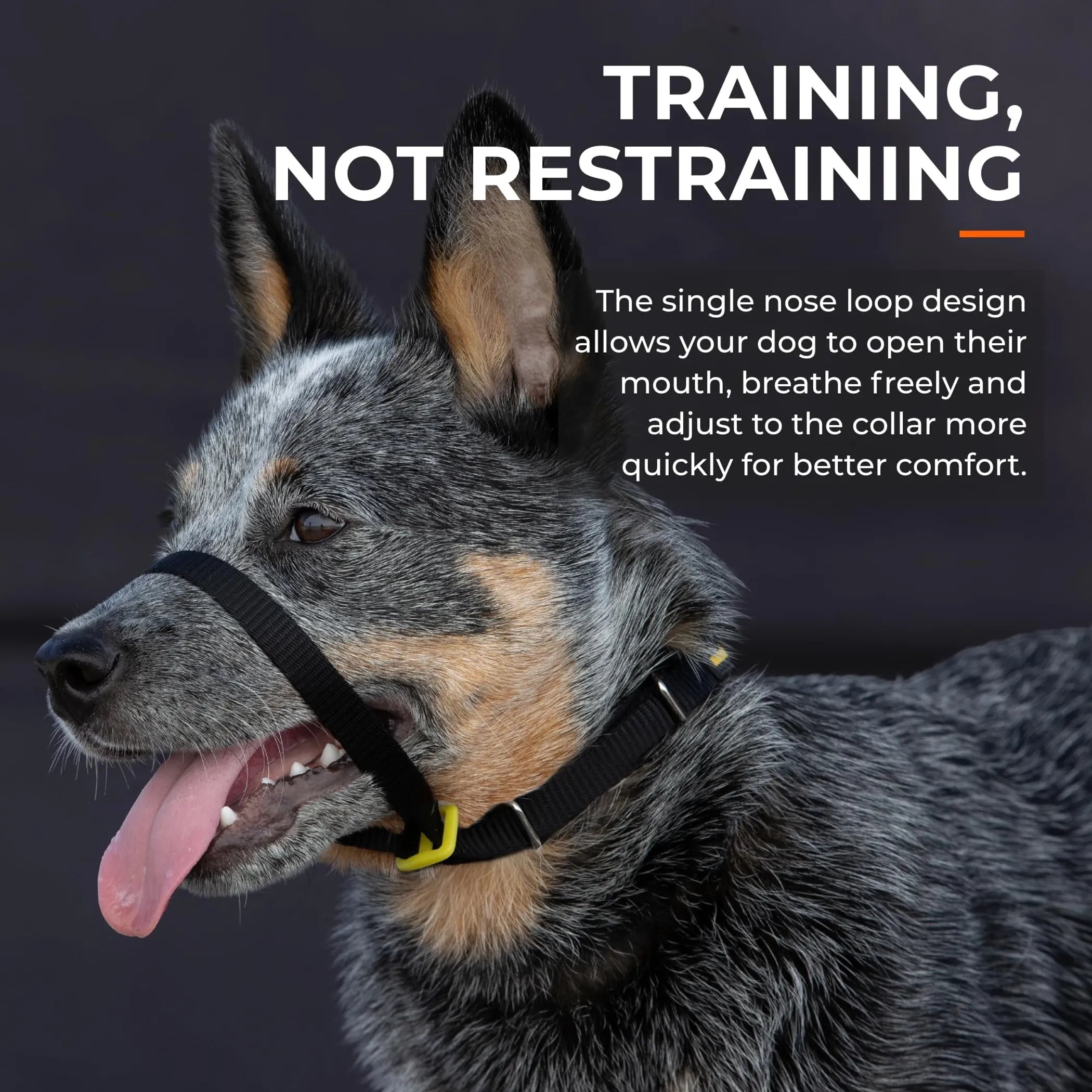 Canny Collar No-Pull Dog Head Collar Gentle & Humane Leash Training Aid