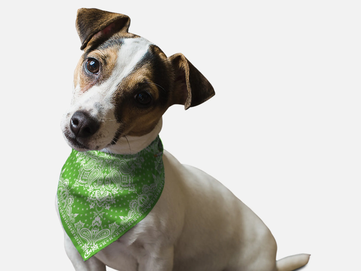 Kelly Green Paisley