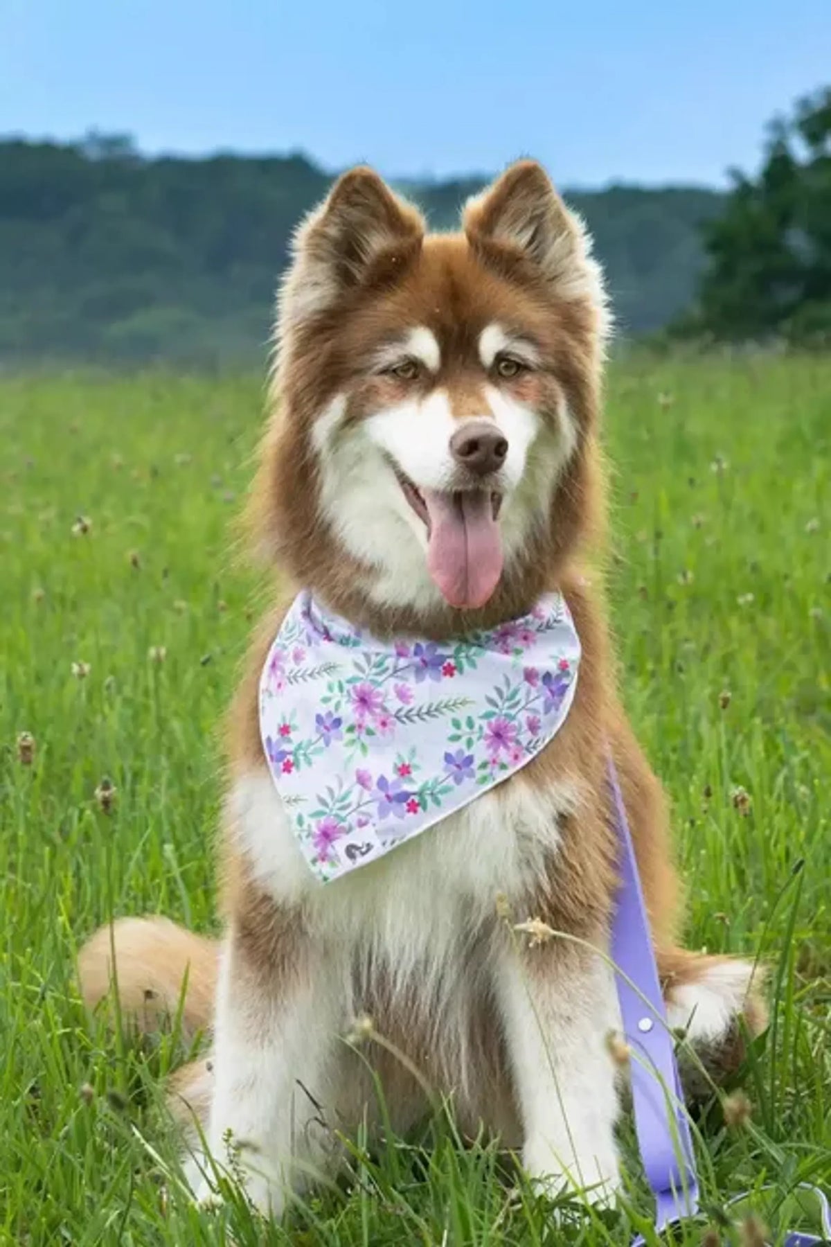 Wildflower Meadow Dog Bandana