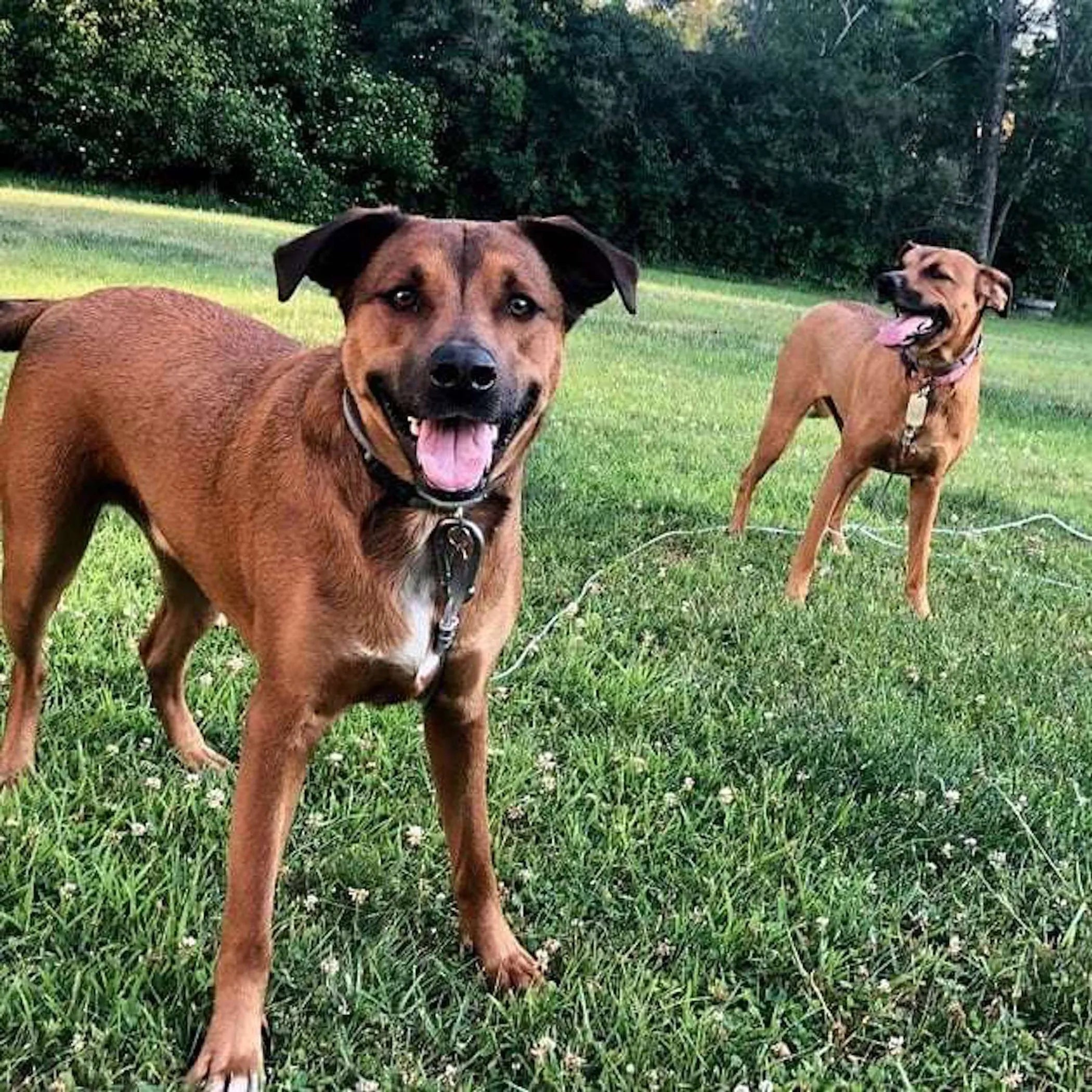 Double Dog Run Tangle-free Two Dog Tie Out Stake