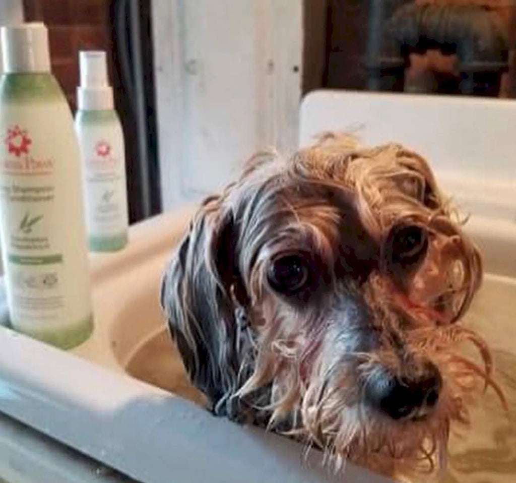 4.5 Oz. Dog Coat Spray Eucalyptus Peppermint