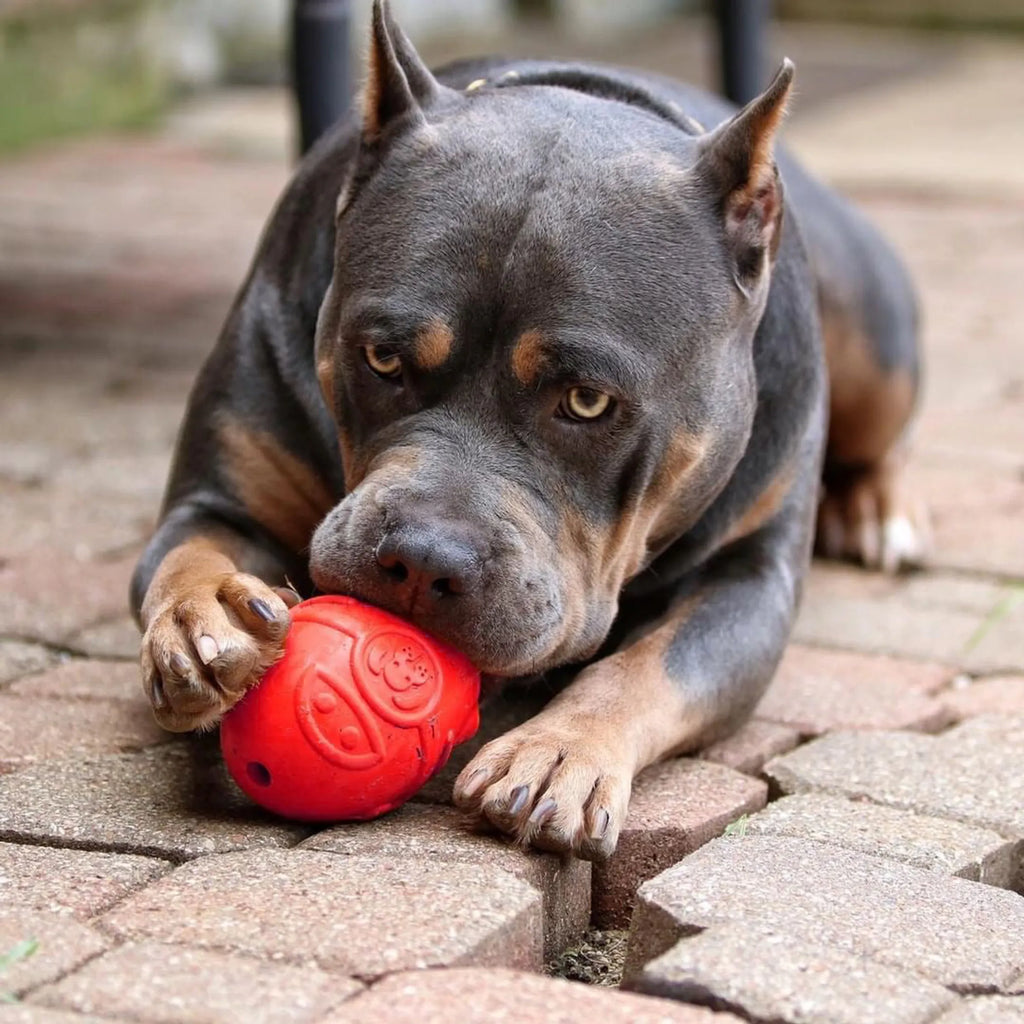 Rocketman Dog Toy - Durable Rubber Chew Toy & Treat Dispenser