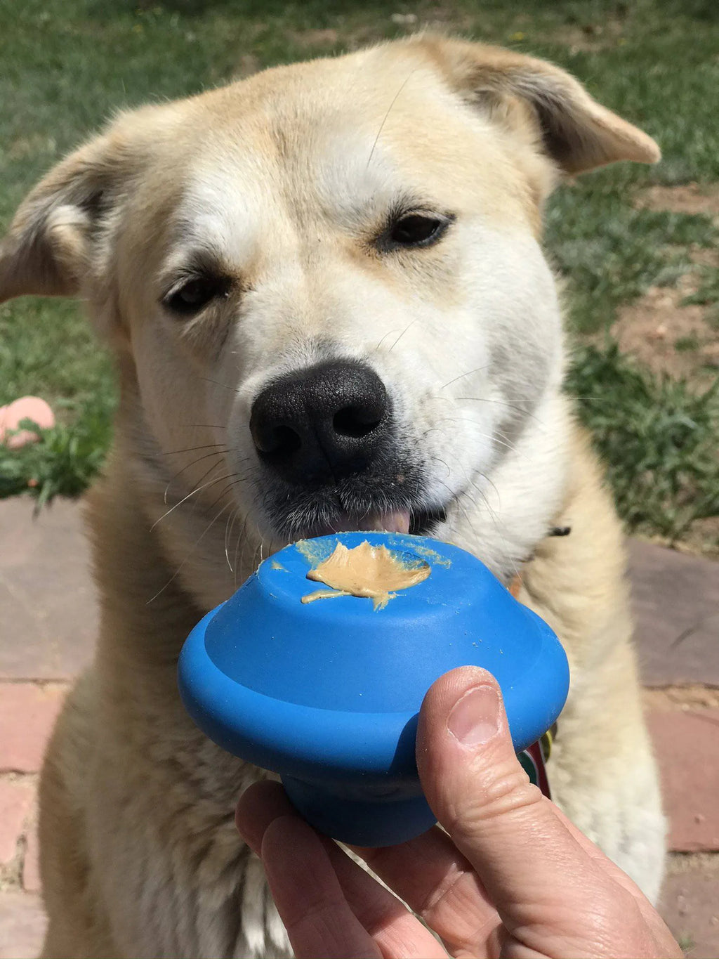 Flying Saucer Dog Toy - Durable UFO Chew Toy & Treat Dispenser